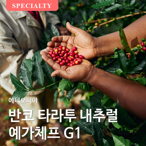 에티오피아 반코 타라투 내추럴 예가체프 G1	